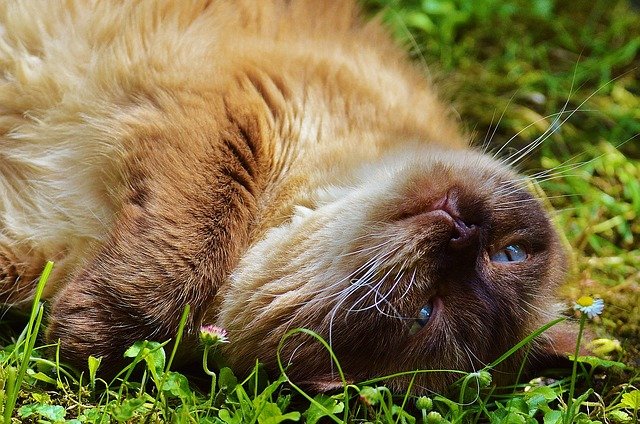 Why Preventive Health Care is Important for Cats