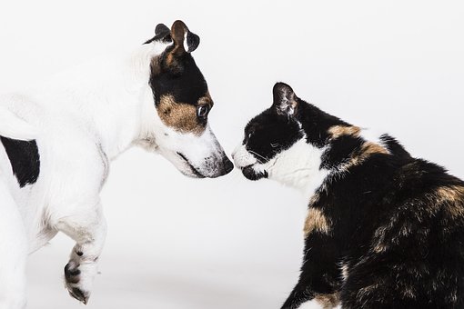Fairfax Animal Hospital dog cat kissing image