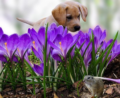 spring, dogs, cats, allergies, pollen, Fairfax Animal Hospital